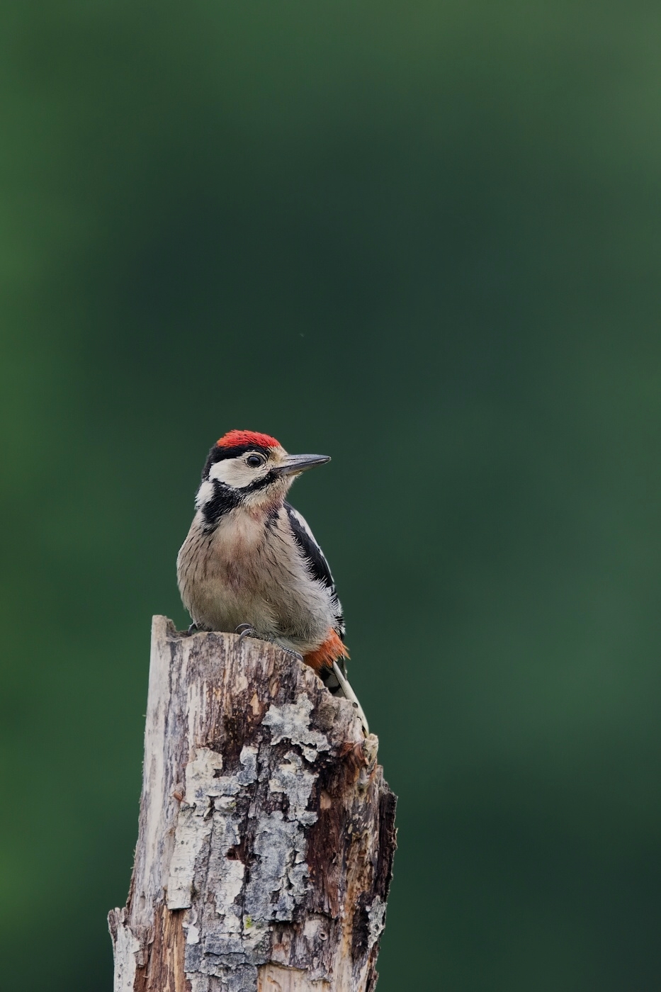 Strakapoud velký ( Dendrocopus major )