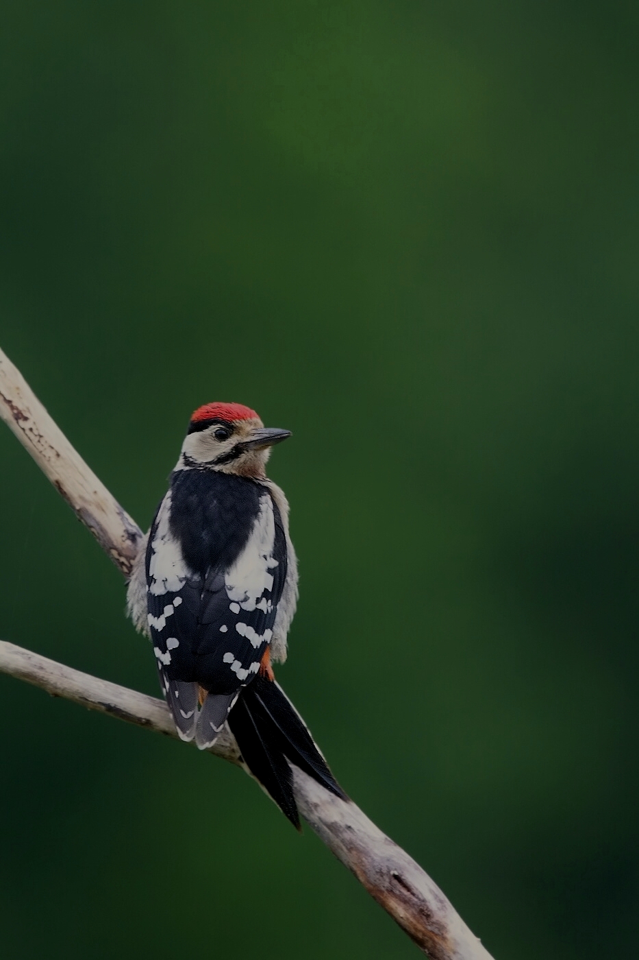 Strakapoud velký ( Dendrocopus major )