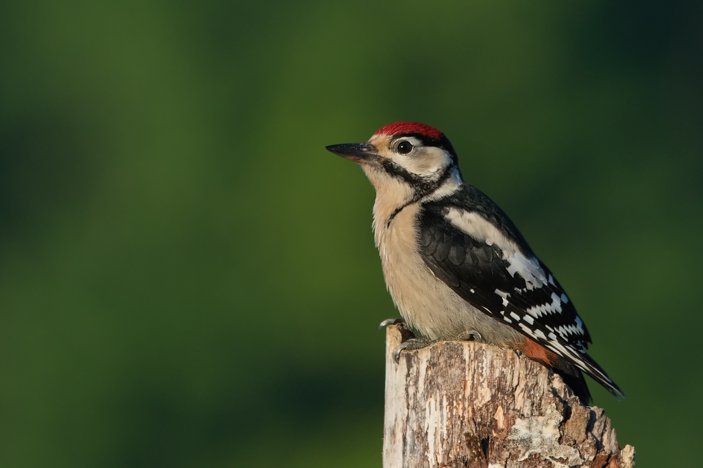 Strakapoud velký ( Dendrocopus major )