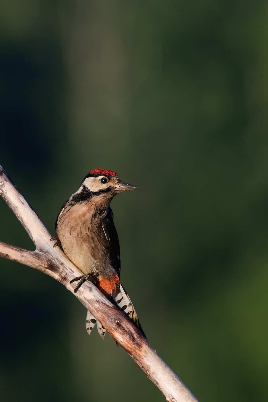 Strakapoud velký ( Dendrocopus major )