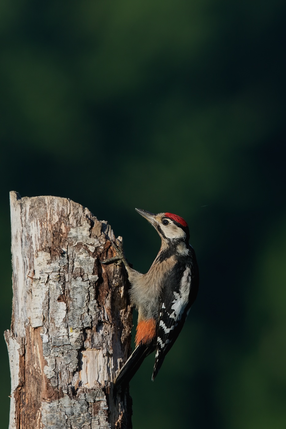 Strakapoud velký ( Dendrocopus major )