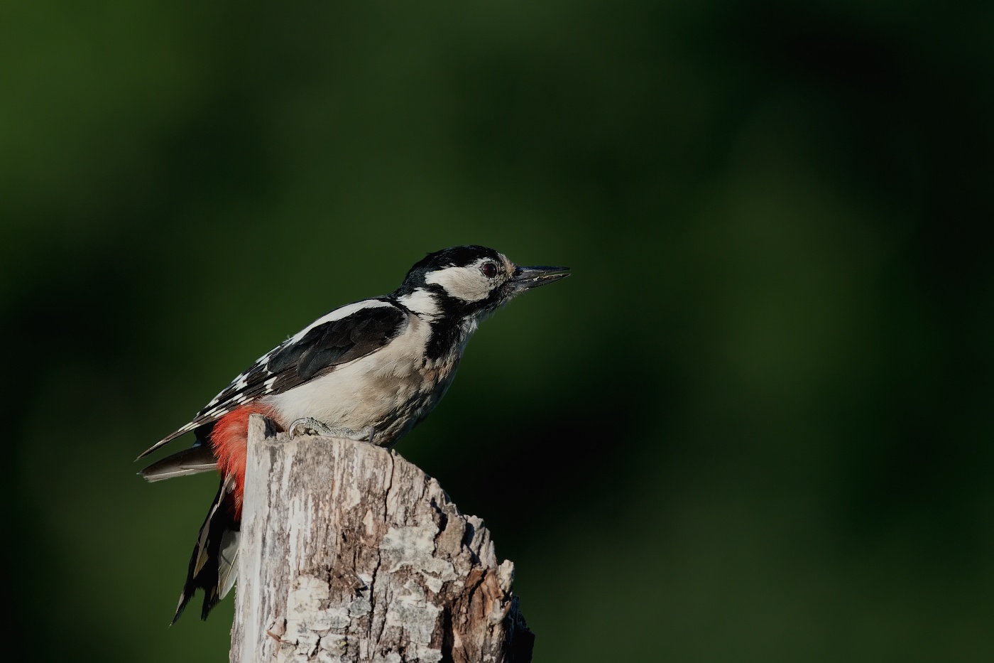 Strakapoud velký ( Dendrocopus major )