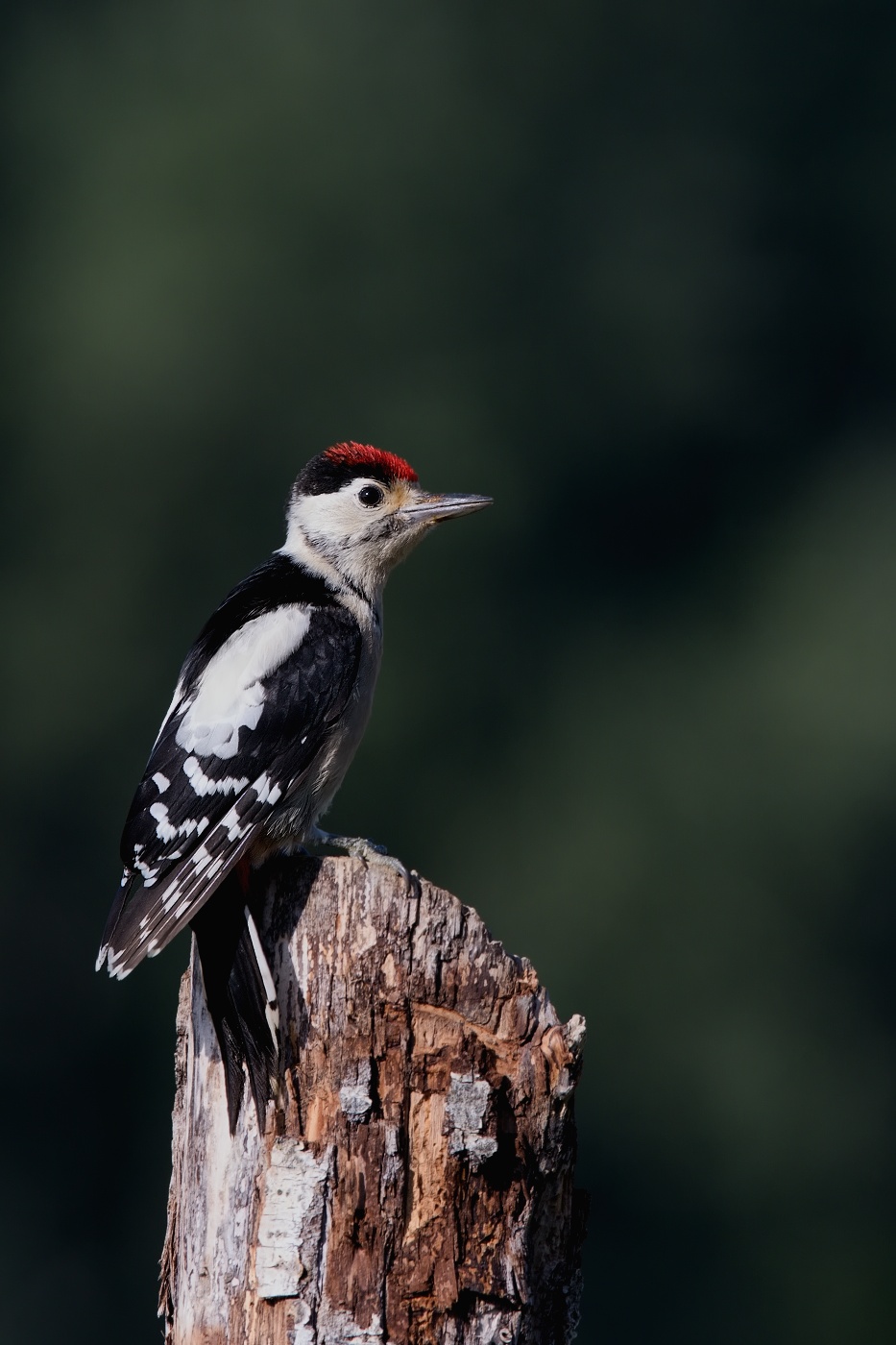 Strakapoud velký ( Dendrocopus major )