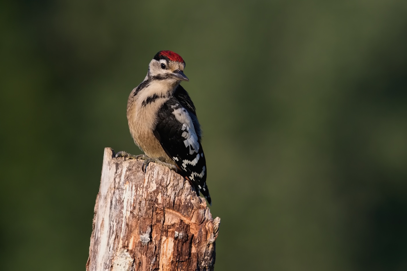 Strakapoud velký ( Dendrocopus major )