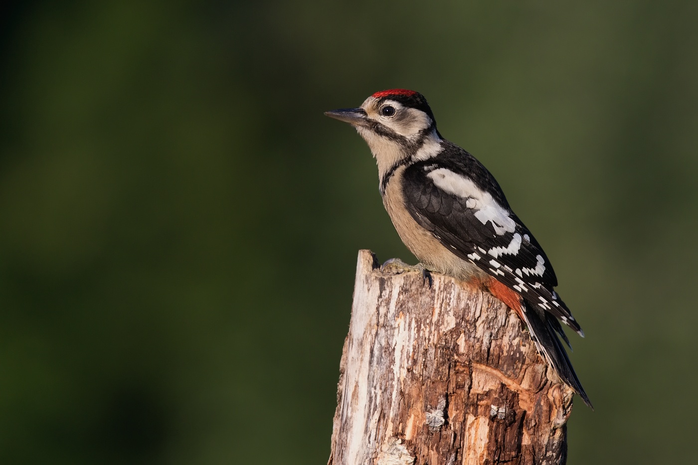 Strakapoud velký ( Dendrocopus major )