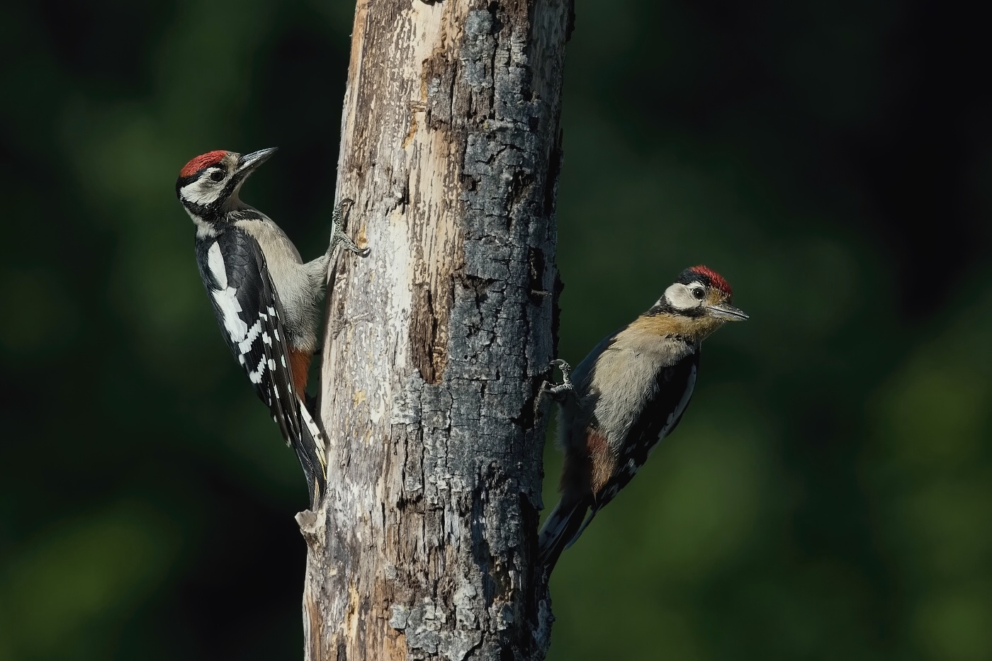 Strakapoud velký ( Dendrocopus major )