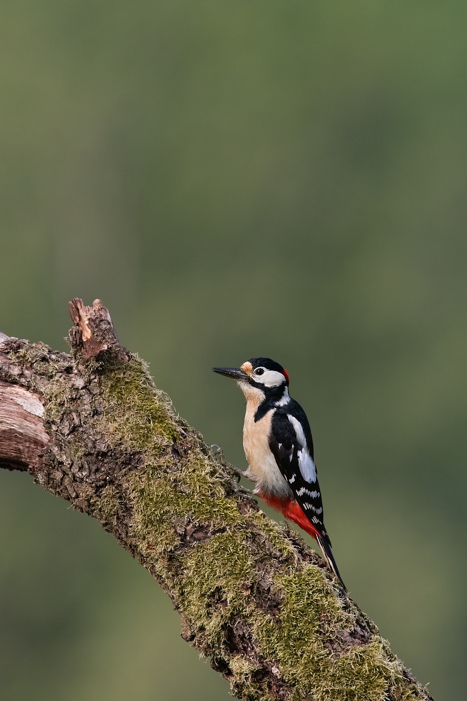 Strakapoud velký  ( Dendrocopus major )