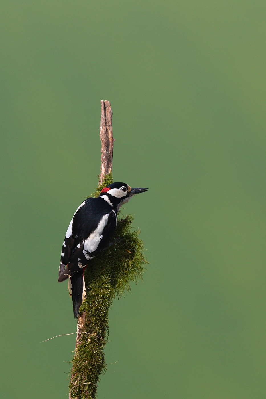 Strakapoud velký  ( Dendrocopus major )