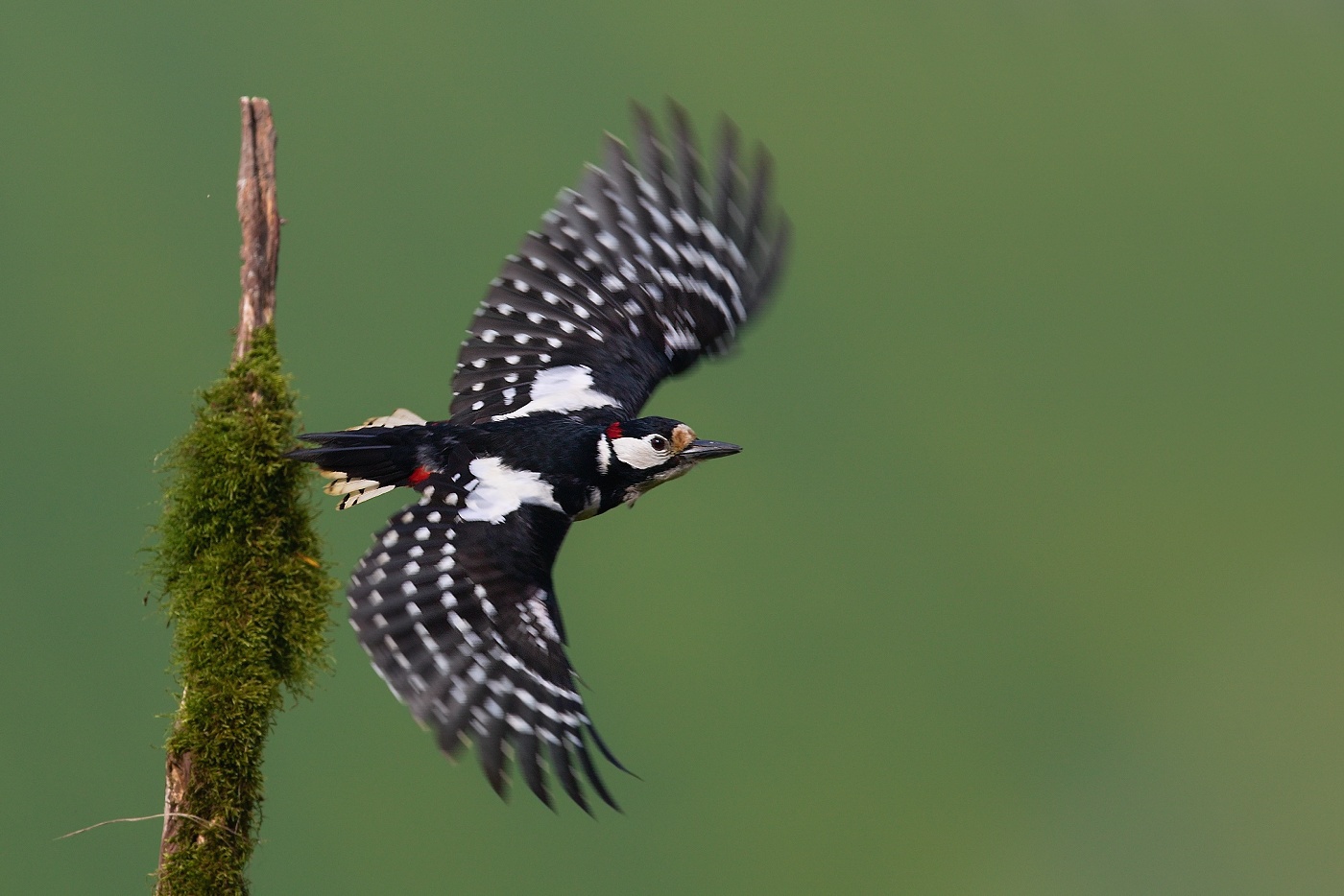 Strakapoud velký  ( Dendrocopus major )