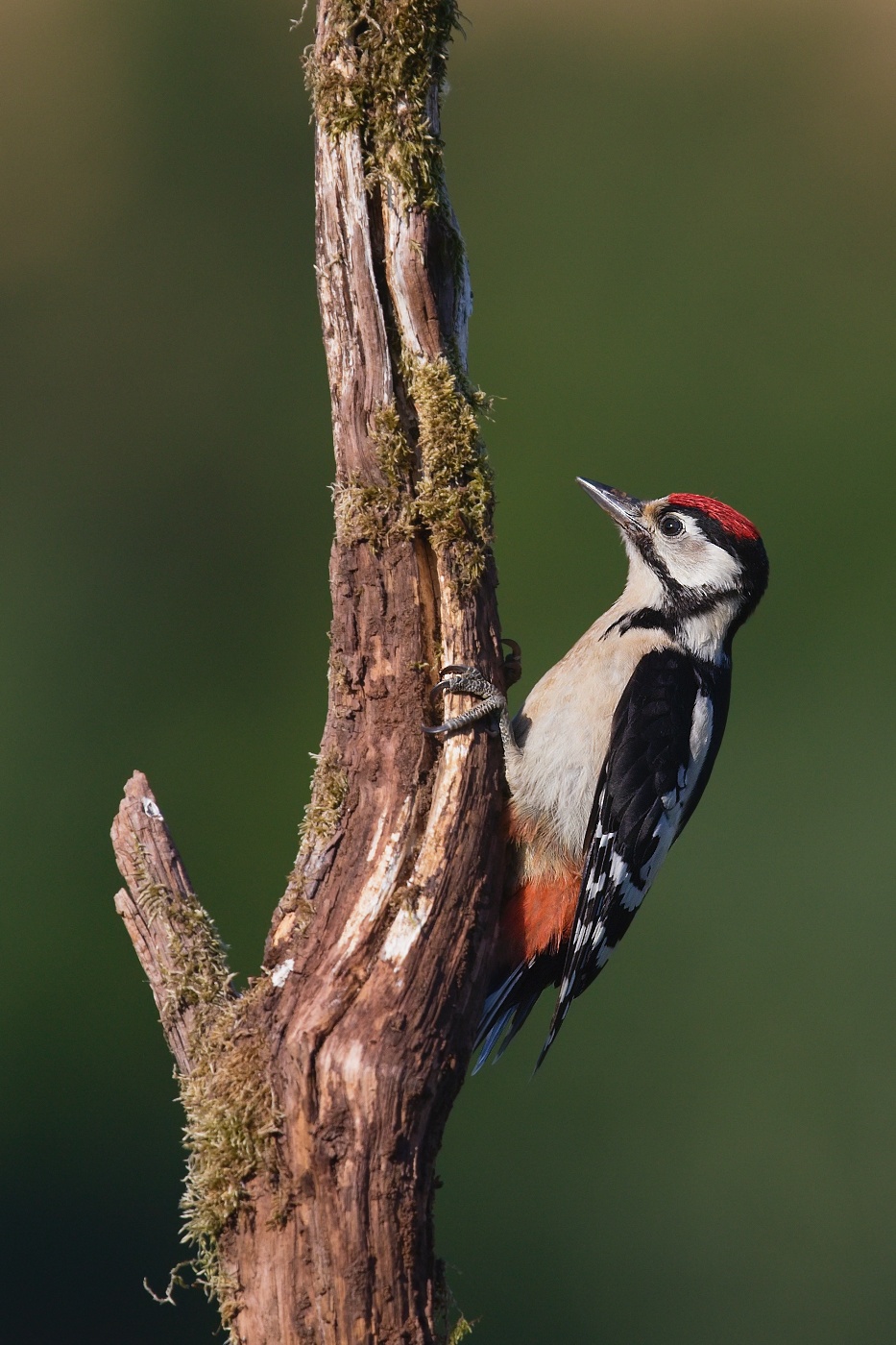 Strakapoud velký  ( Dendrocopus major )