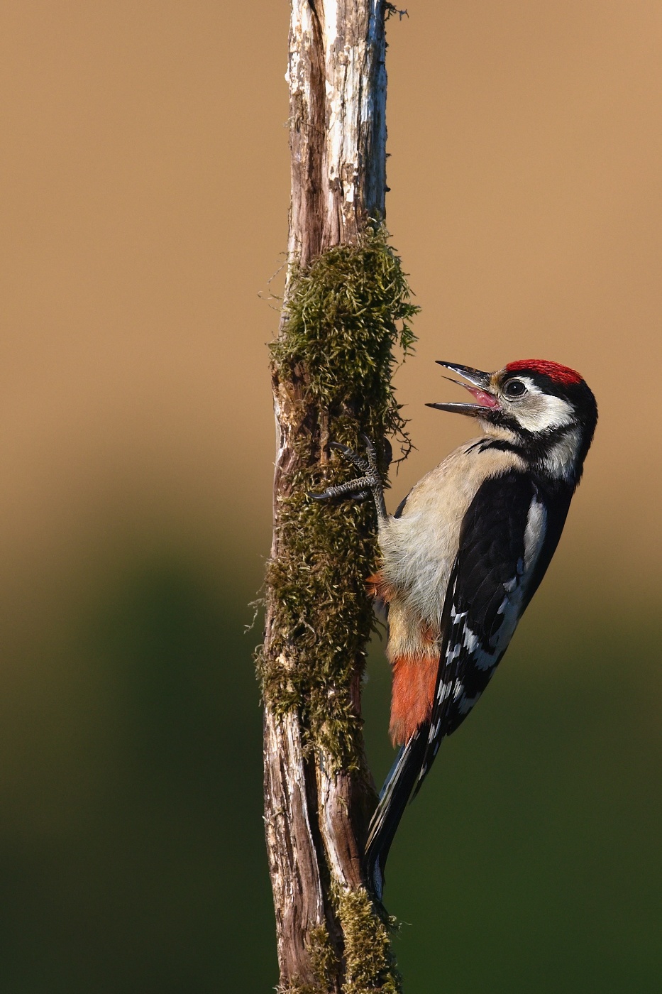 Strakapoud velký  ( Dendrocopus major )