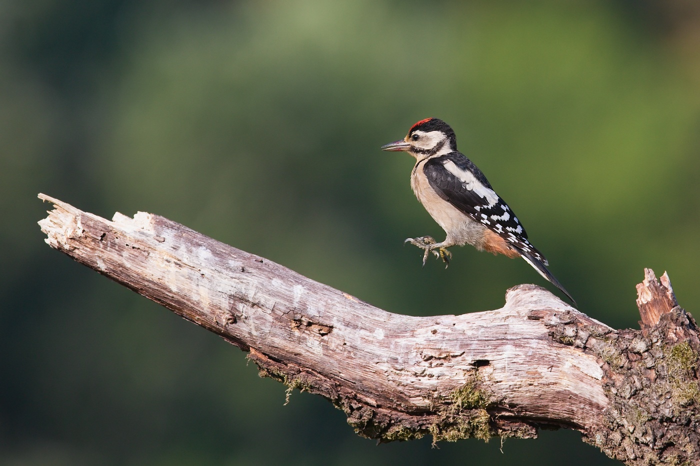 Strakapoud velký  ( Dendrocopus major )