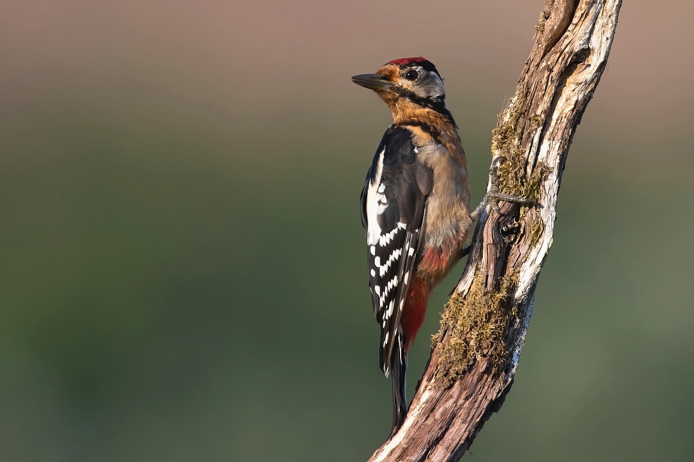 Strakapoud velký  ( Dendrocopus major )