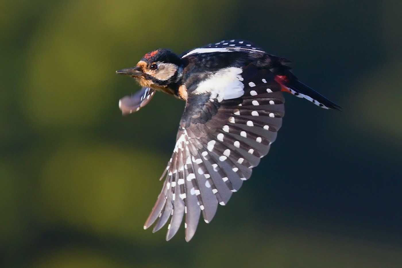 Strakapoud velký  ( Dendrocopus major )