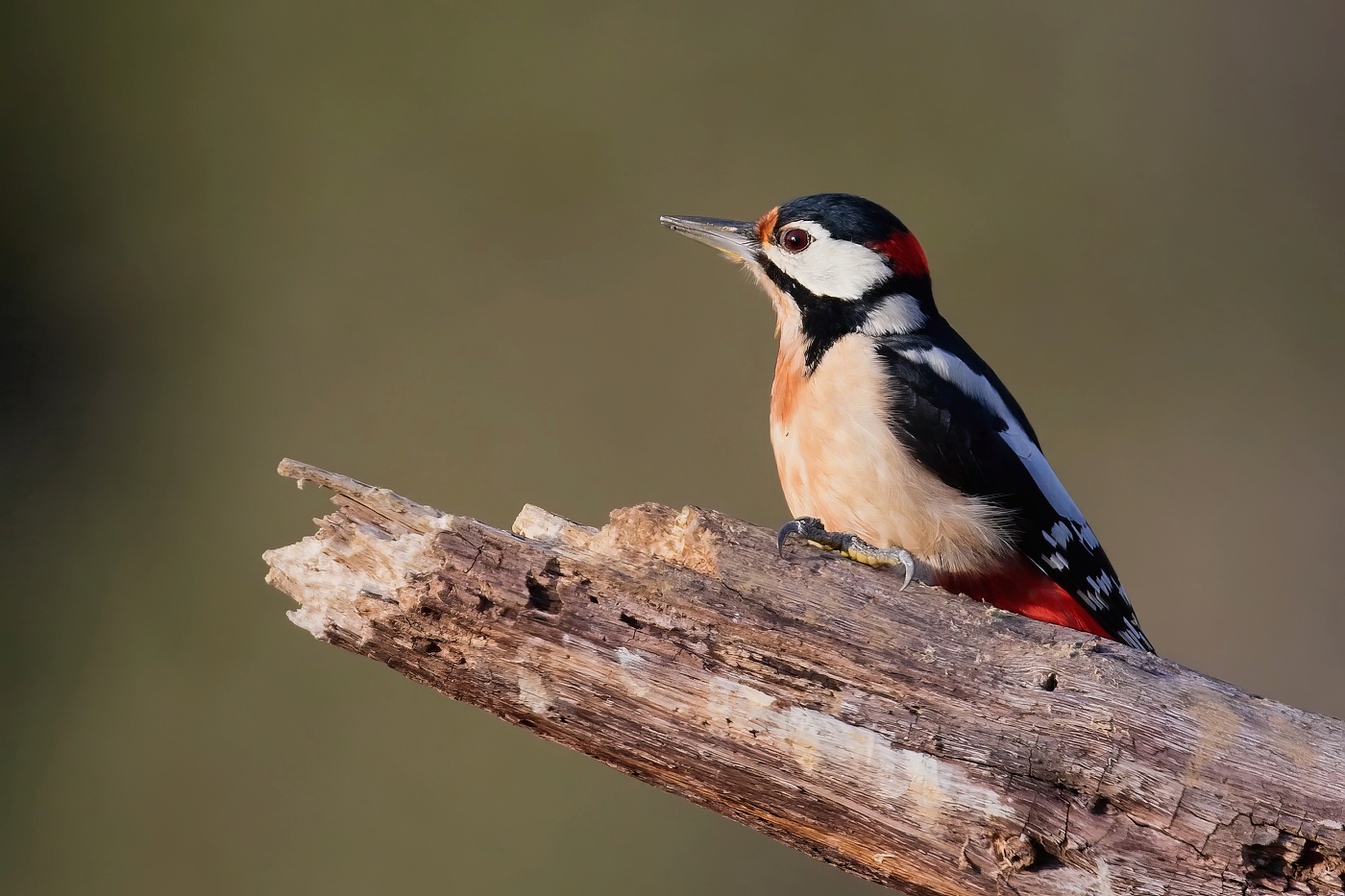 Strakapoud velký  ( Dendrocopus major )