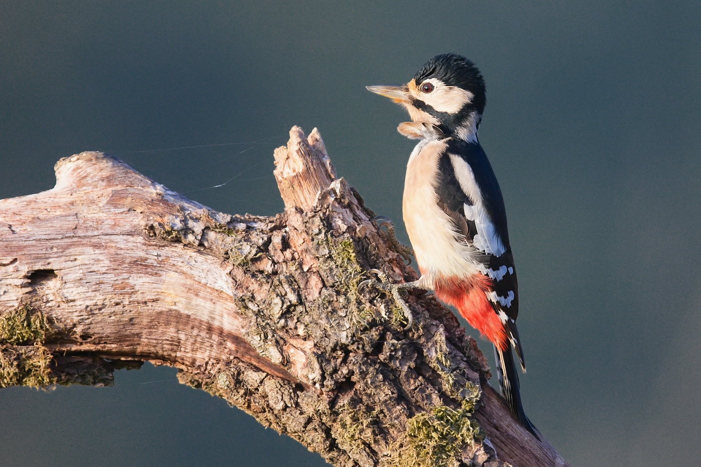 Strakapoud velký  ( Dendrocopus major )