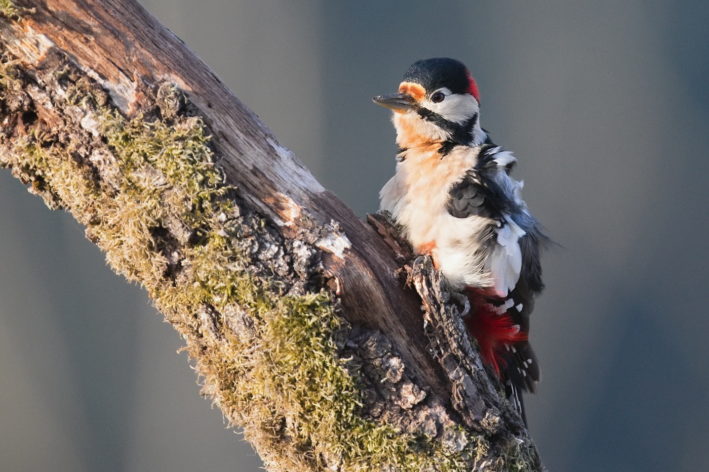 Strakapoud velký  ( Dendrocopus major )