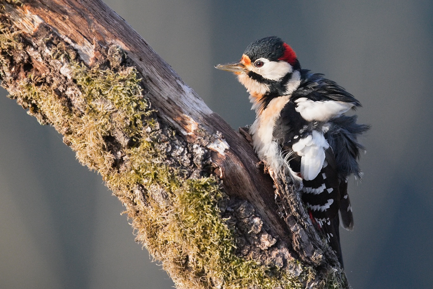 Strakapoud velký  ( Dendrocopus major )