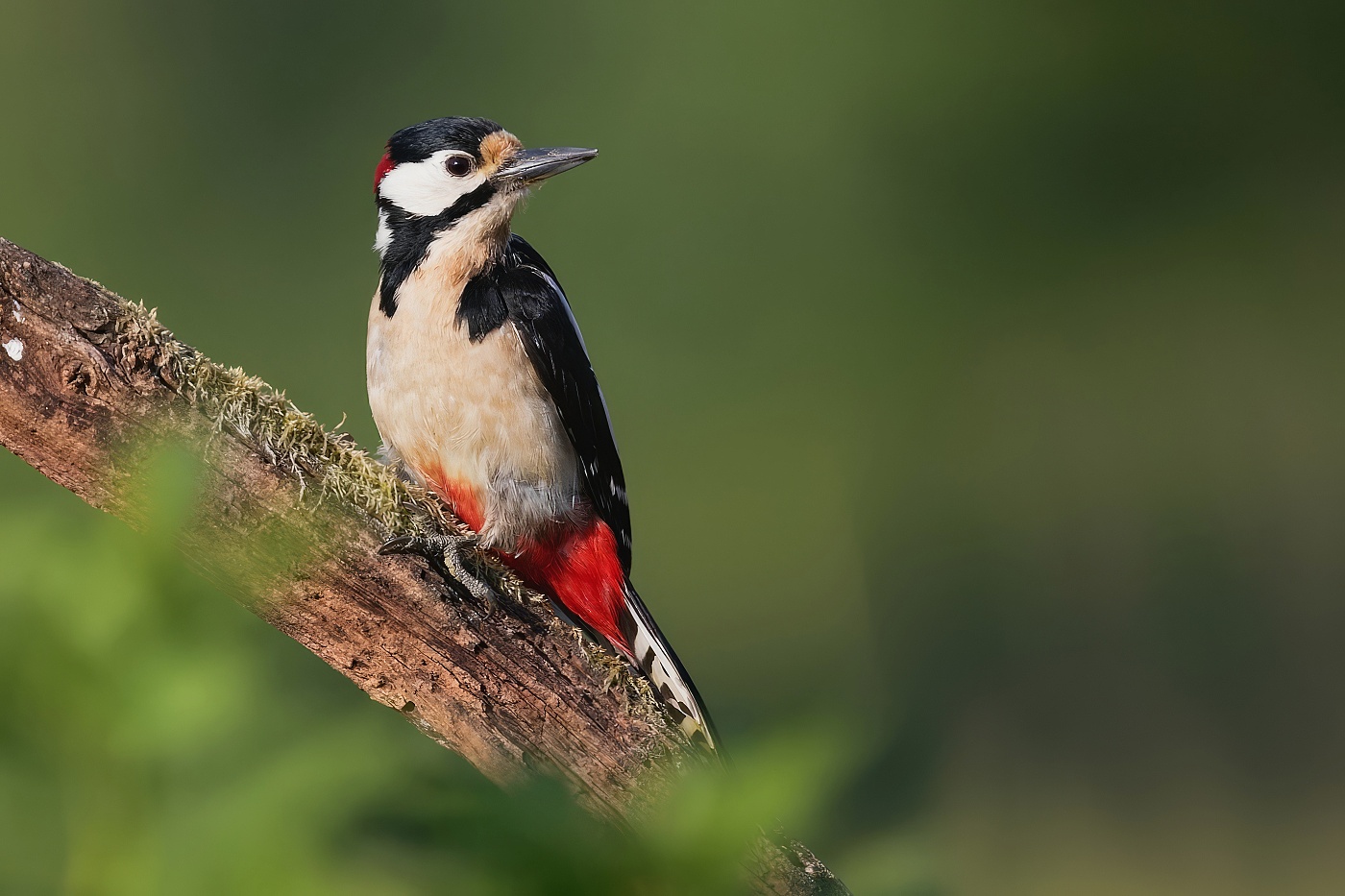 Strakapoud velký  ( Dendrocopus major )