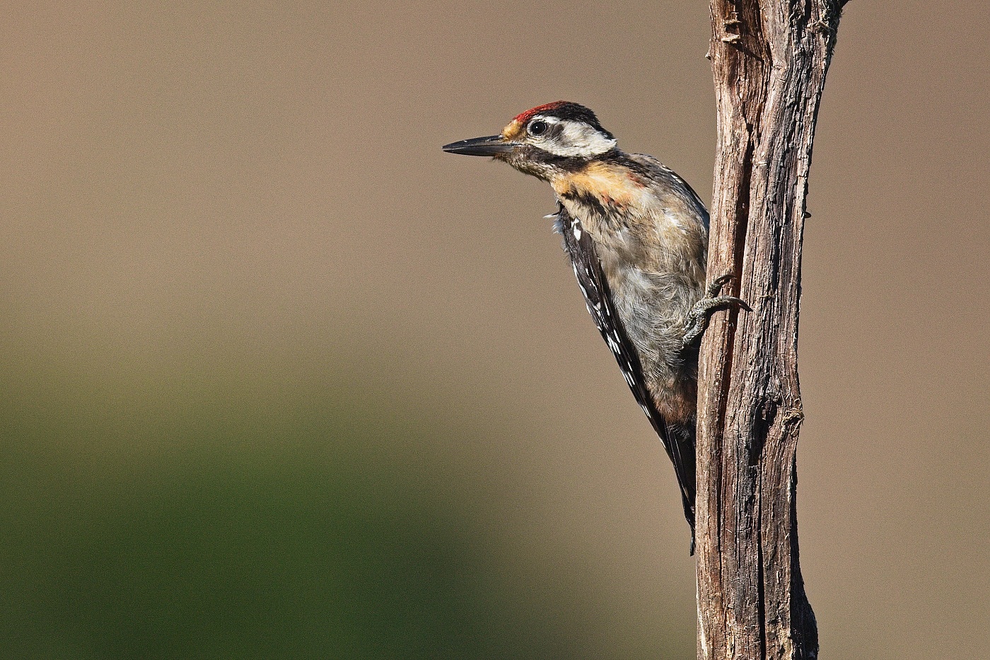 Strakapoud velký  ( Dendrocopus major )