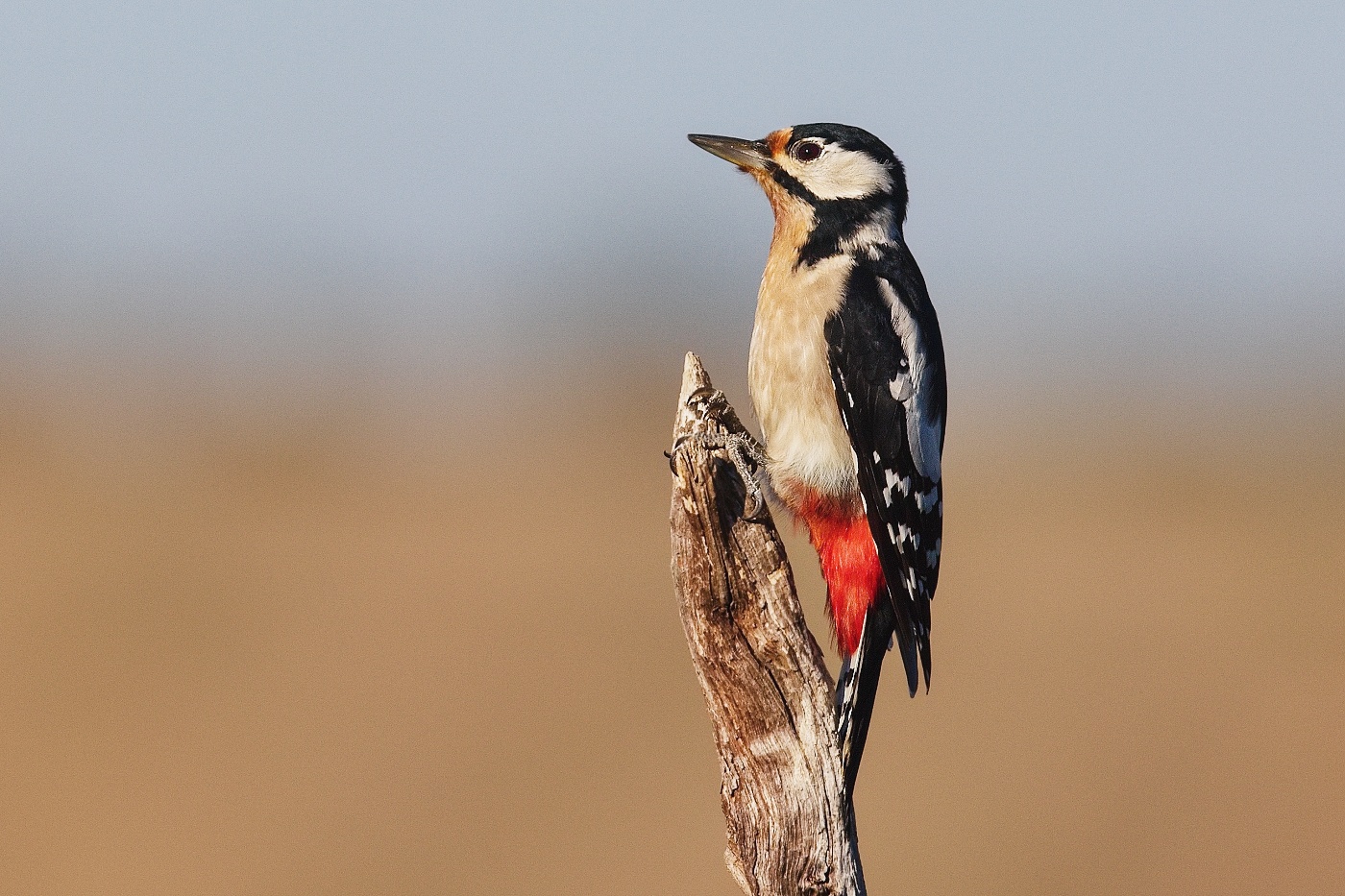 Strakapoud velký  ( Dendrocopus major )