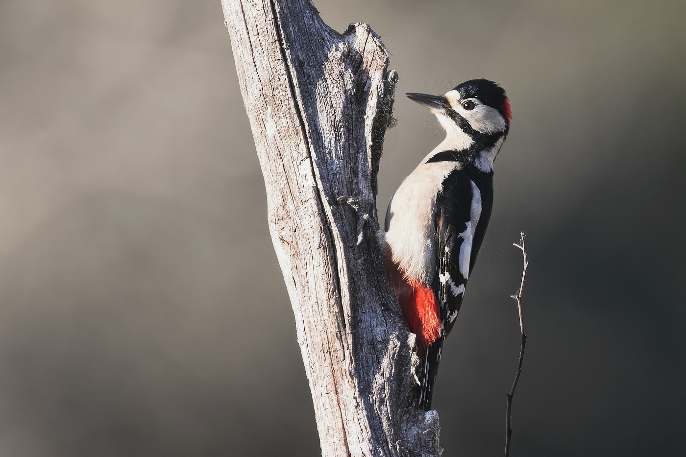 Strakapoud velký  ( Dendrocopus major )