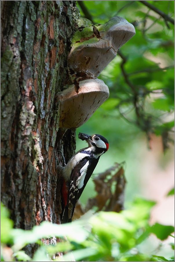 Strakapoud velký ( Dendrocopus major )