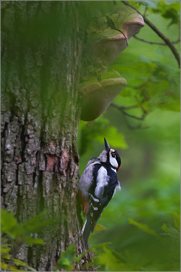 Strakapoud velký ( Dendrocopus major )