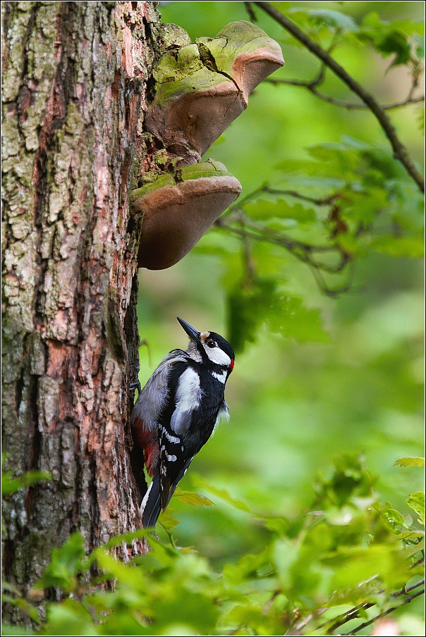 Strakapoud velký ( Dendrocopus major )