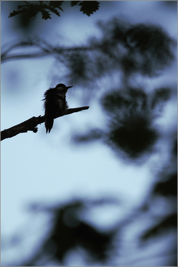 Strakapoud velký ( Dendrocopus major )