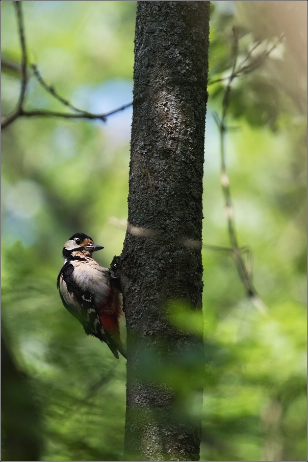 Strakapoud velký ( Dendrocopus major )