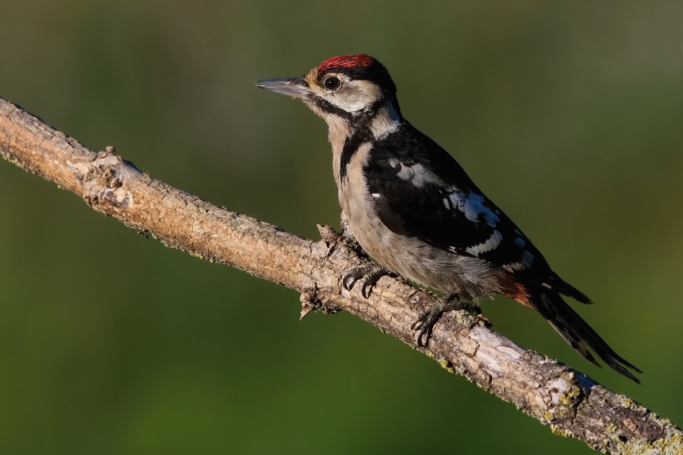 Strakapoud velký ( Dendrocopus major )