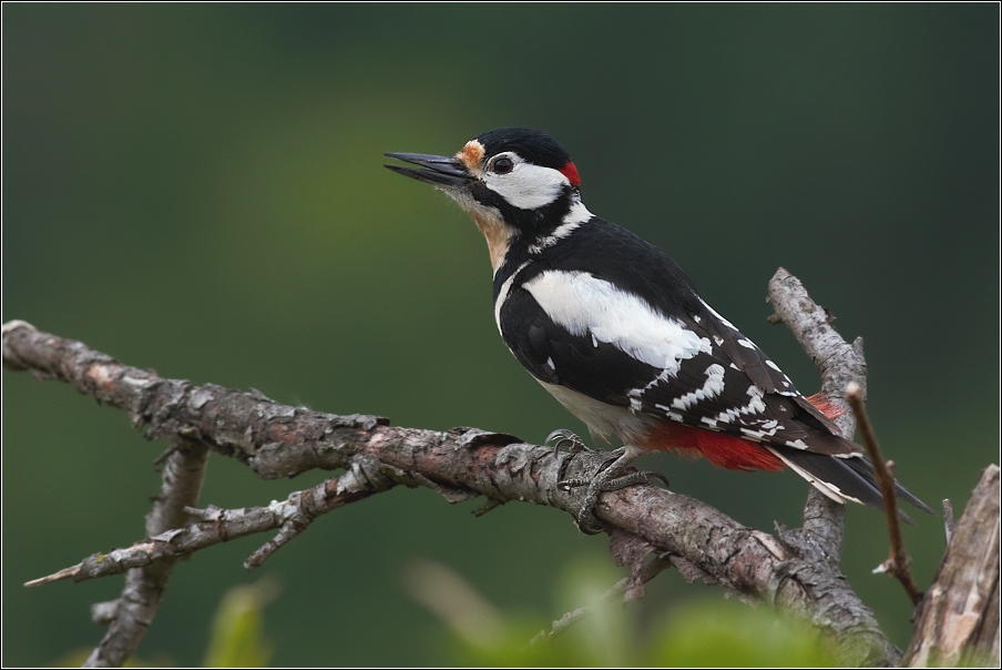 Strakopoud velký  ( Dendrocopos major )