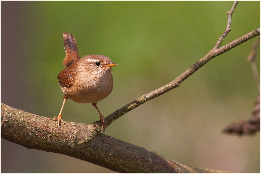 Střízlík obecný  ( Troglodytes troglodytes )