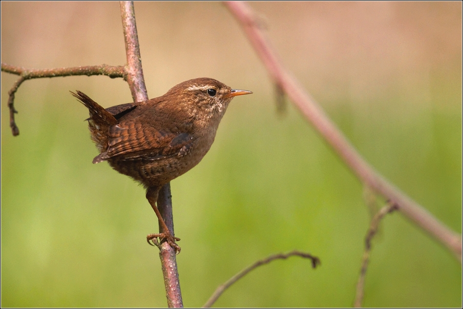 Střízlík obecný (Troglodytes  troglodytes )