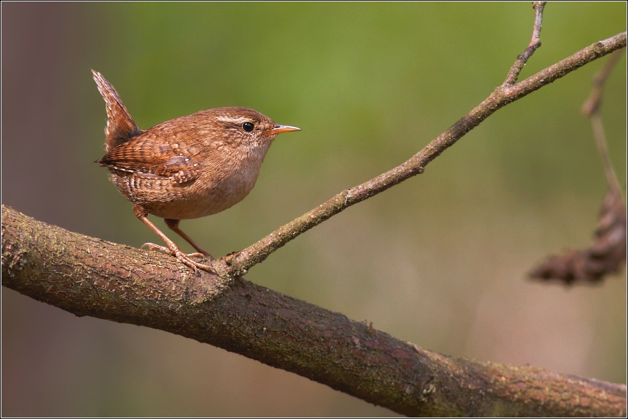 Střízlík obecný  ( Troglodytes troglodytes )