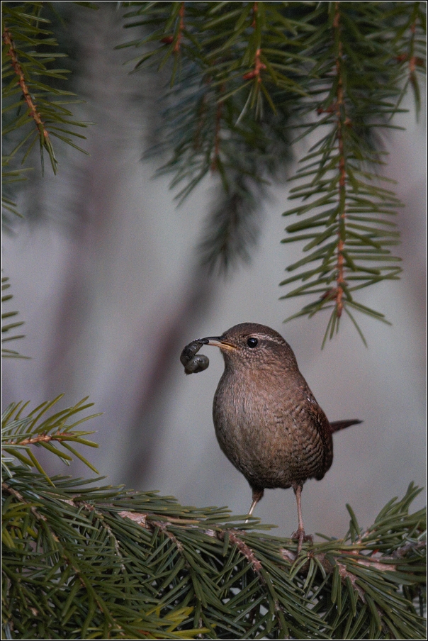 Střízlík obecný  ( Troglodytes troglodytes )