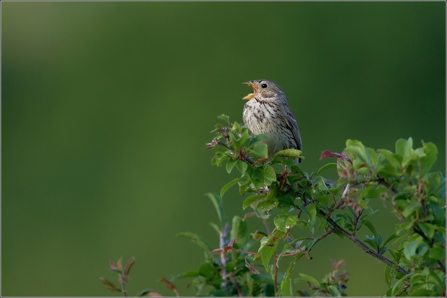 Strnad  luční  ( Emberiza calandra )