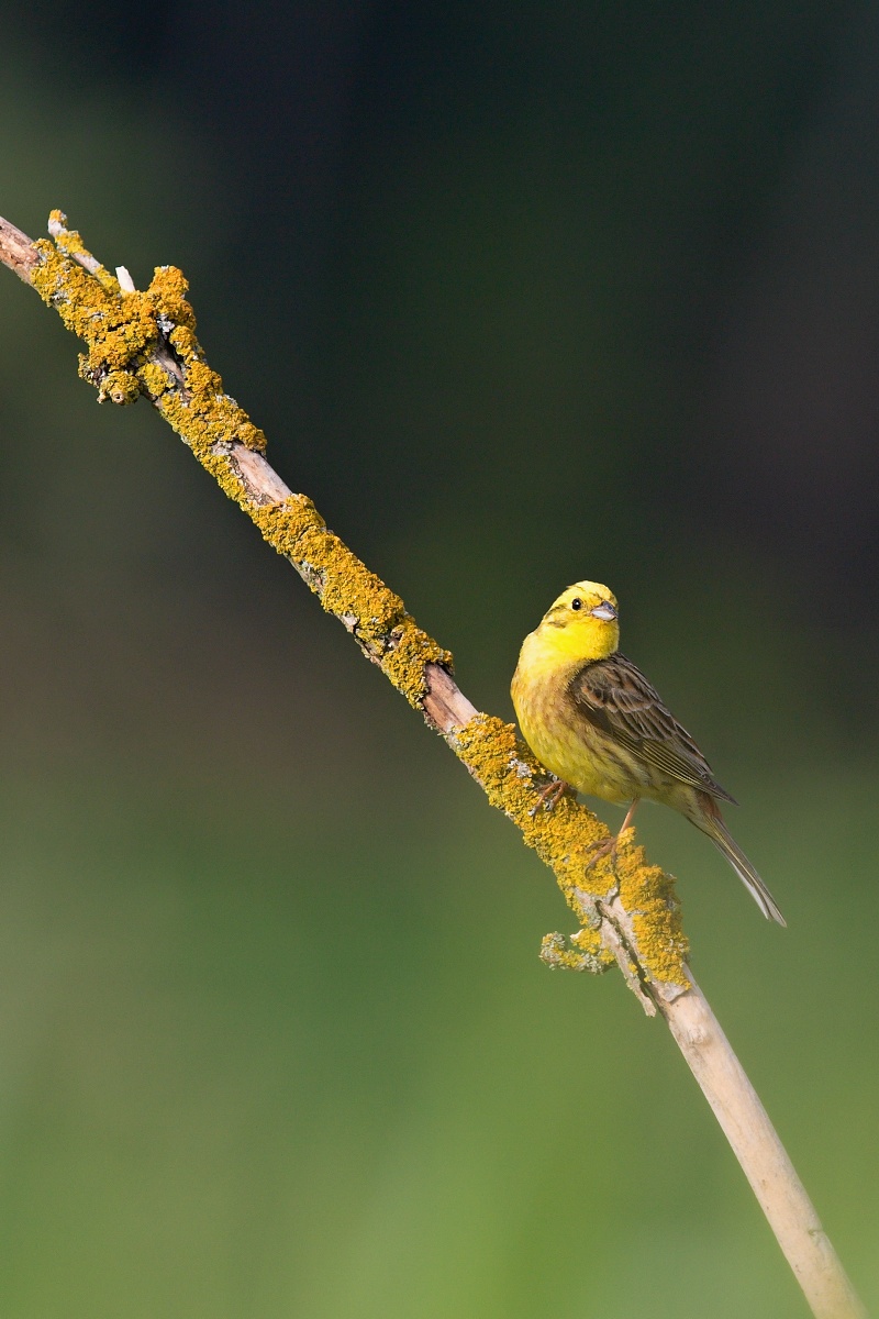 Strnad obecný  ( Emberiza citrinella  )