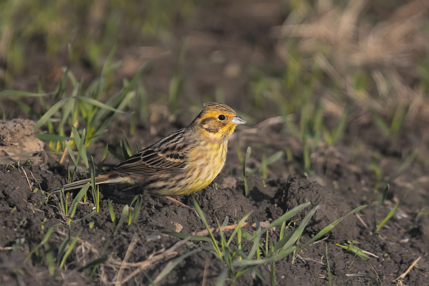 Strnad obecný  ( Emberiza citrinella  )