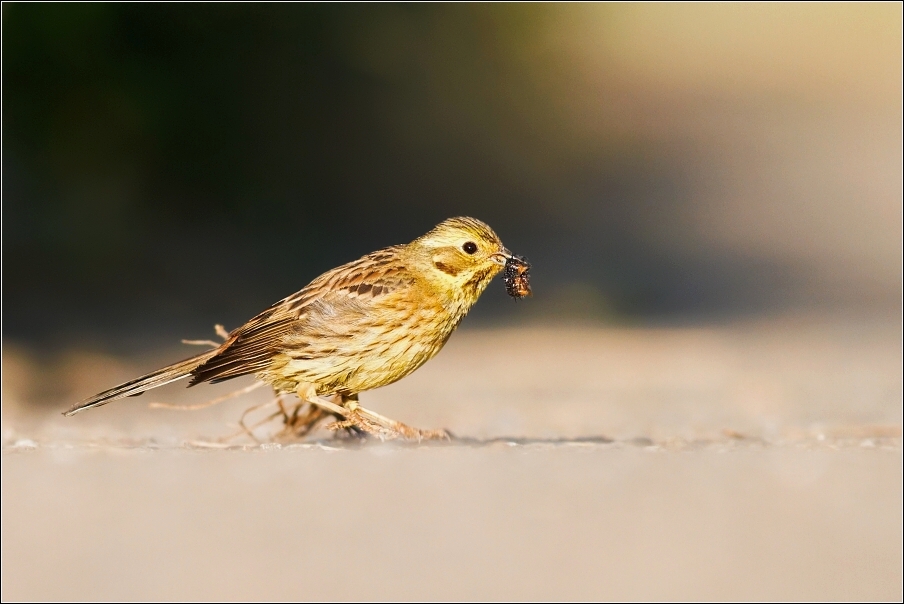 Strnad obecný ( Emberiza citrinella )