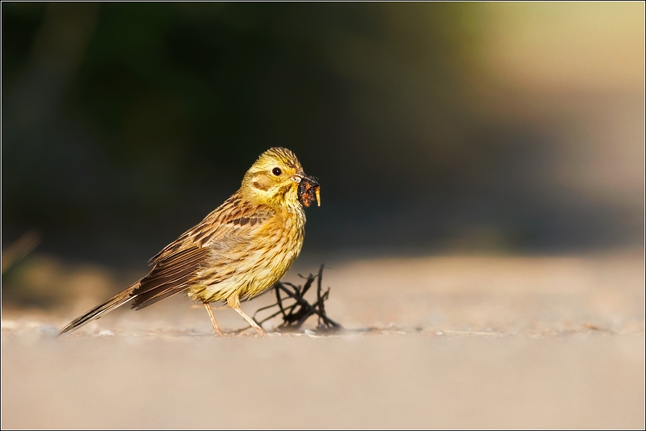 Strnad obecný ( Emberiza citrinella )