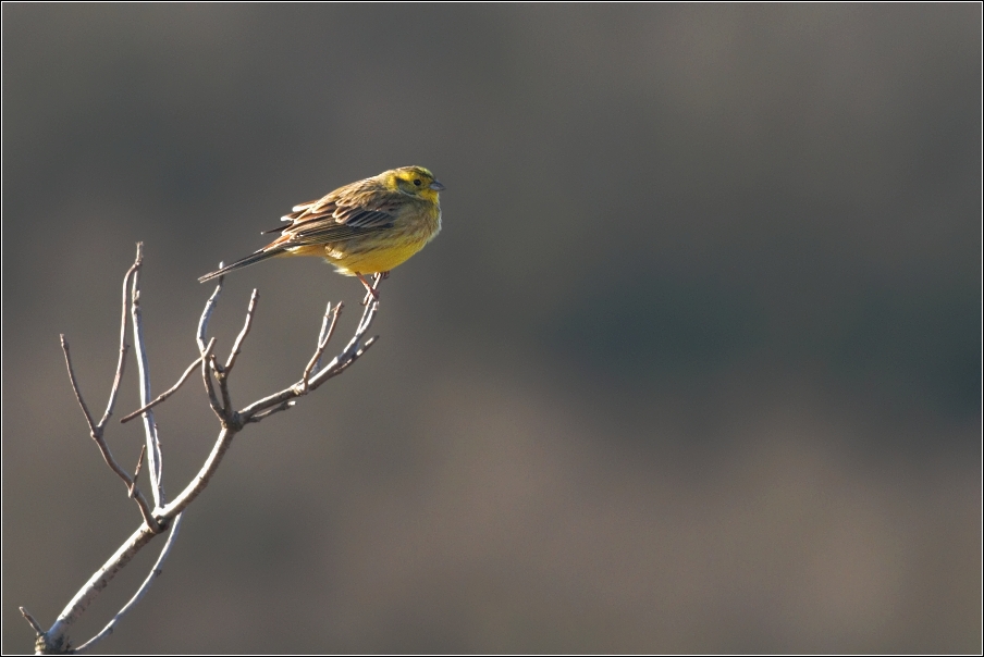 Strnad obecný ( Emberiza citrinella )