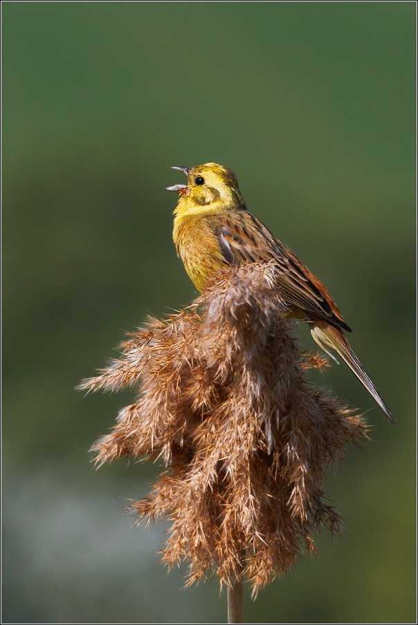 Strnad obecný ( Emberiza citrinella )