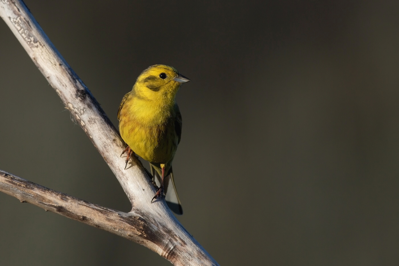 Strnad obecný ( Emberiza citrinnela )