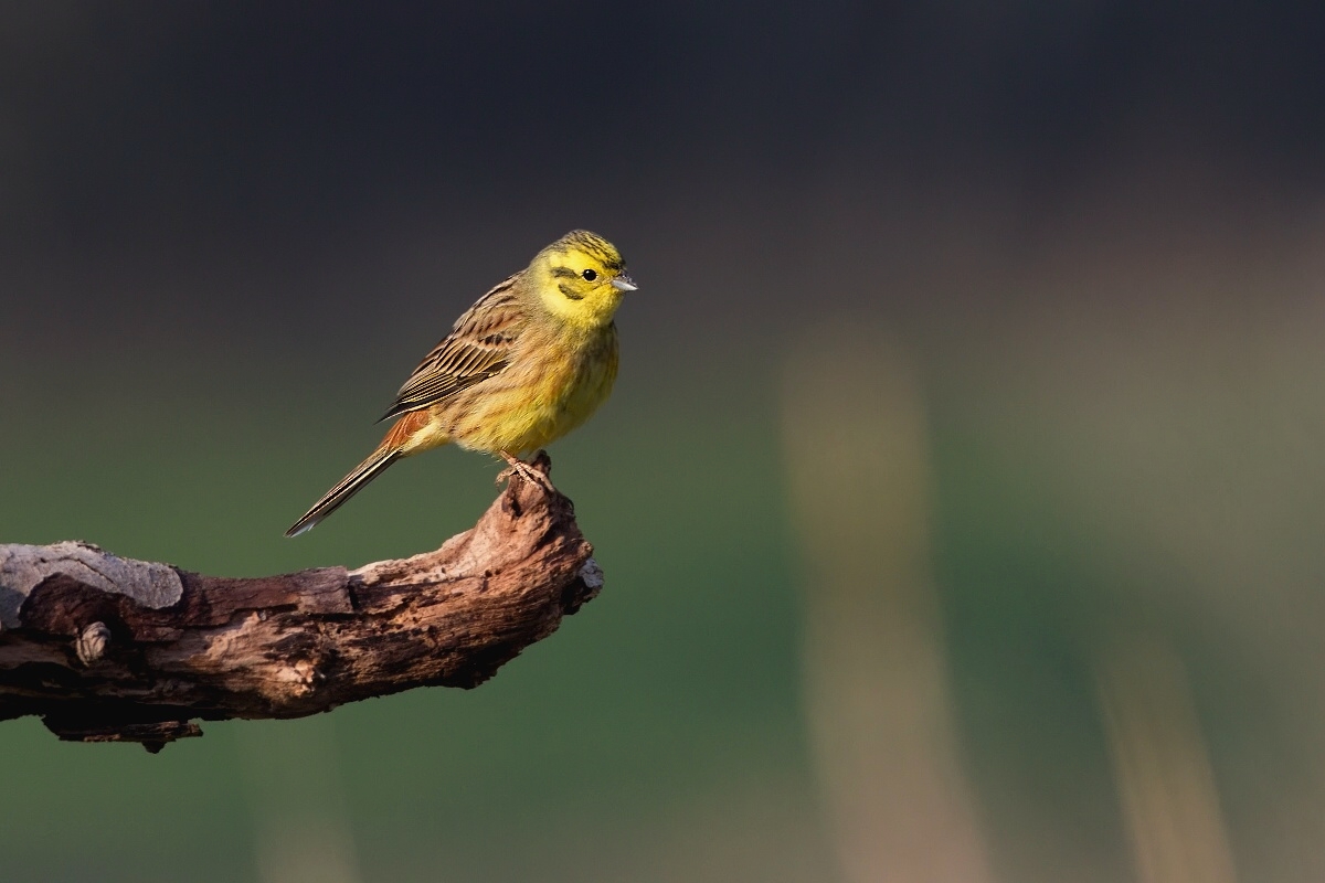 Strnad obecný ( Emberiza citrinnela )