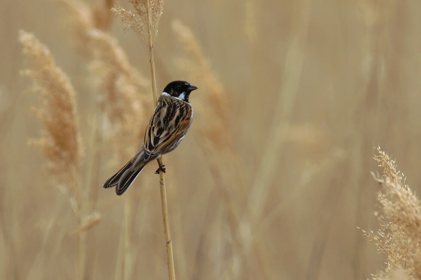 Strnad rákosní  ( Emberiza schoeniclus )