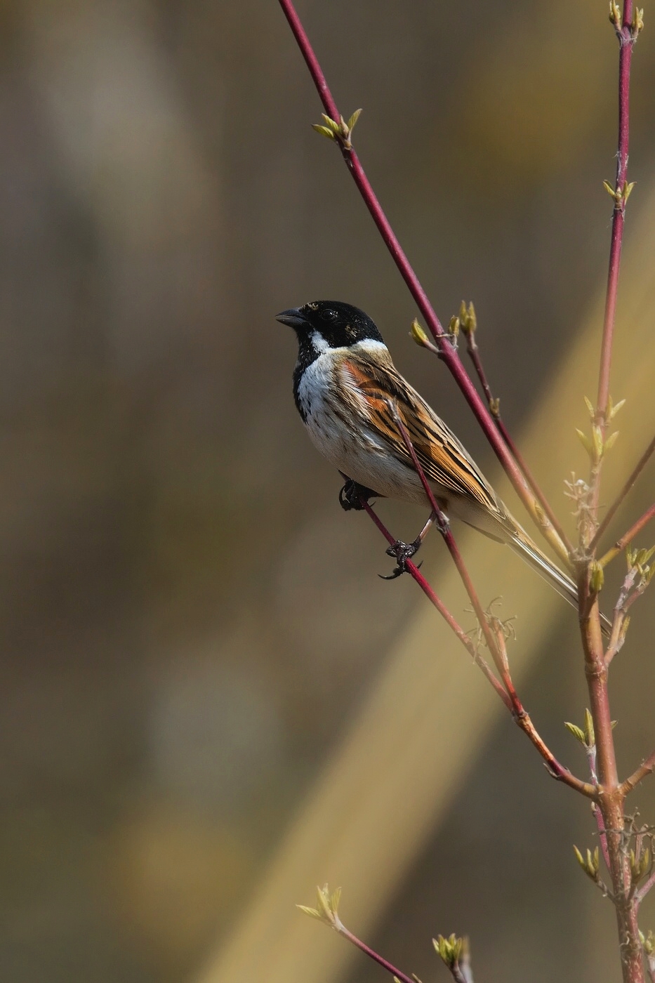 Strnad rákosní  ( Emberiza schoeniclus )