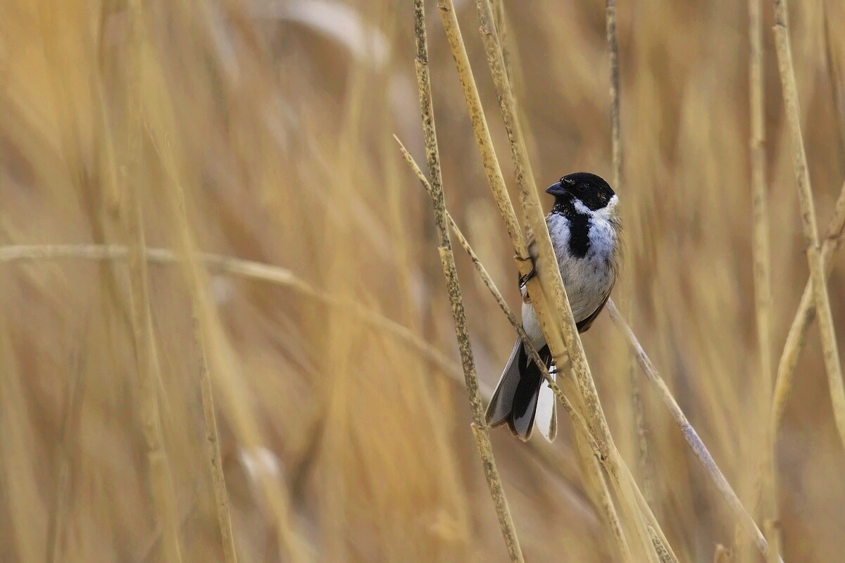 Strnad rákosní  ( Emberiza schoeniclus )