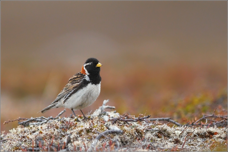 Strnad severní  ( Calcarius lapponicus )